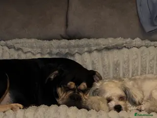 Mixed Breed dogs Shih-boodle - Advert 2