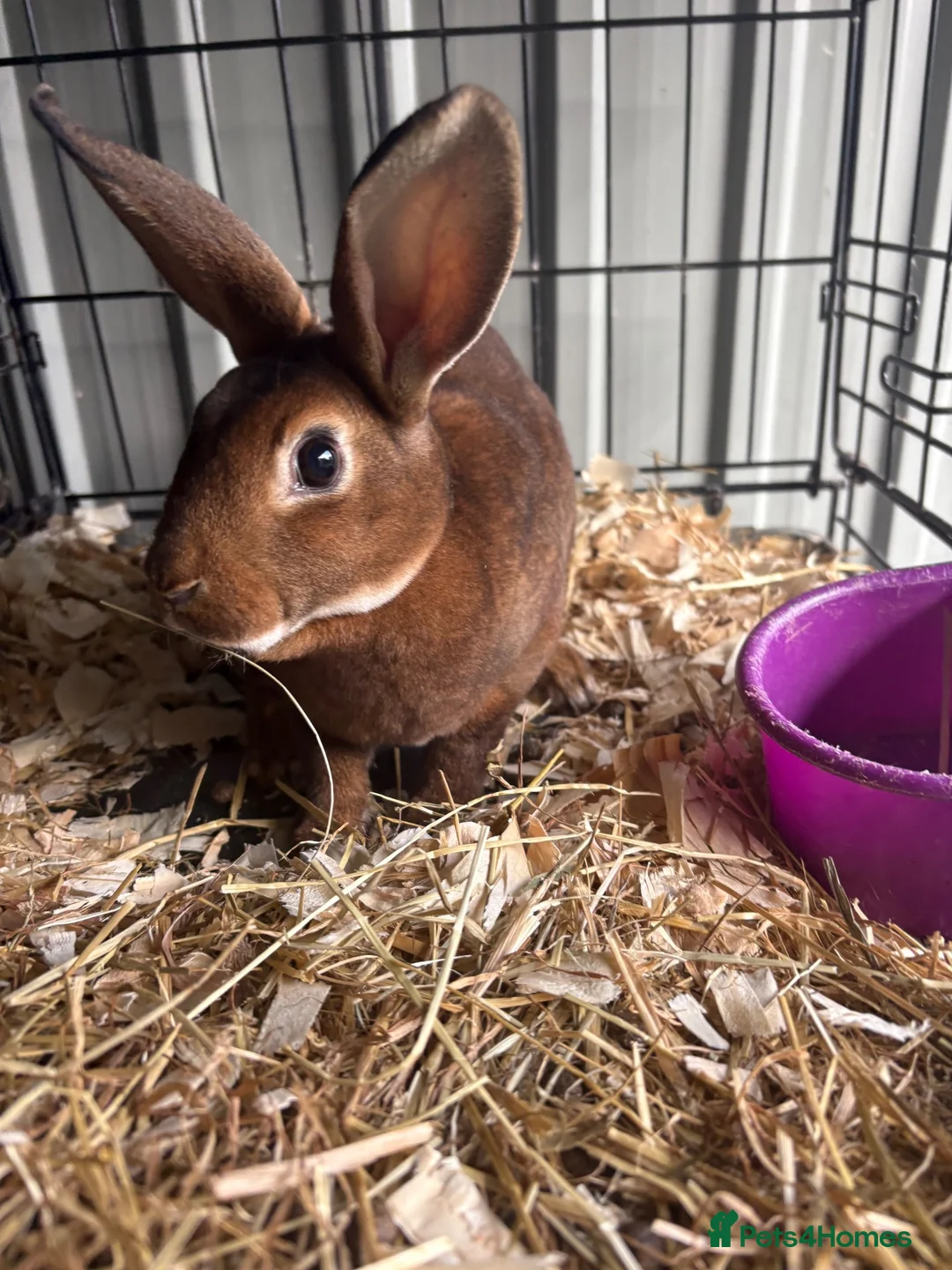 Rex rabbits for sale: Mini Rex buck  - Advert 2