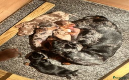 Miniature Dachshund dogs for sale: Kc miniature dachshund puppies  - Image 1