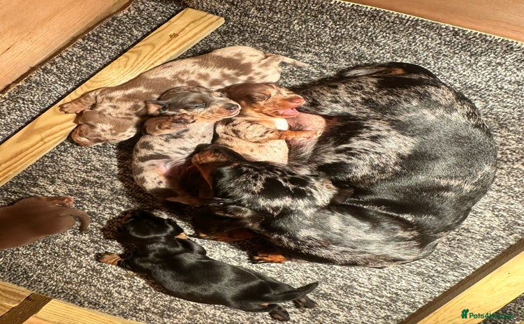 Miniature Dachshund dogs - Advert 4