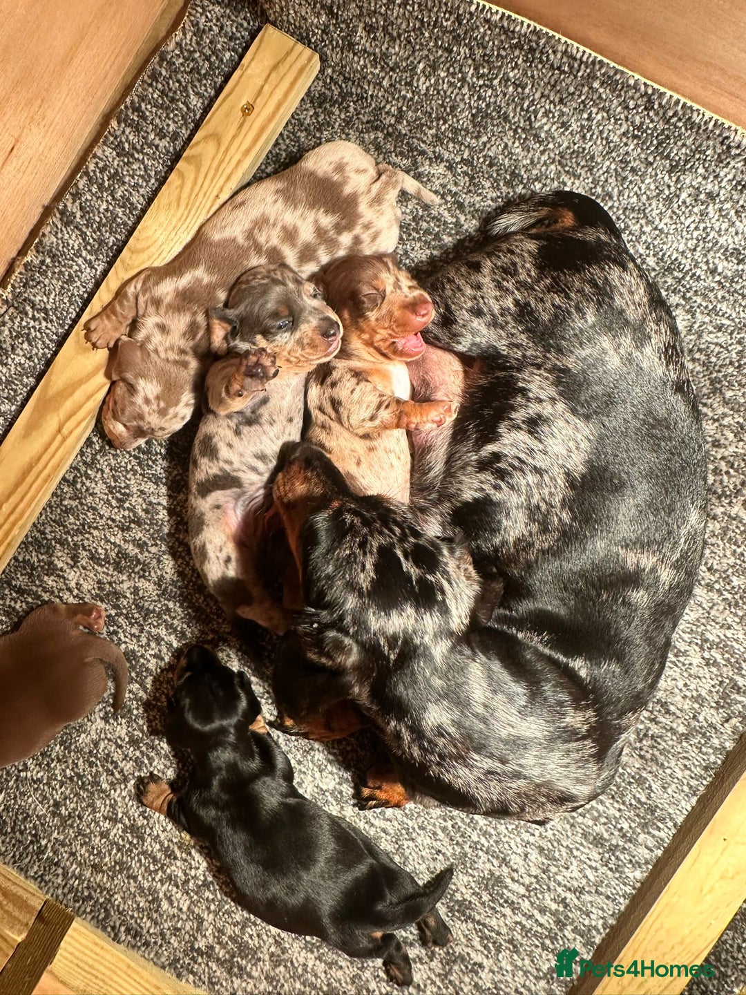 Miniature Dachshund dogs for sale: Kc miniature dachshund puppies  - Image 1