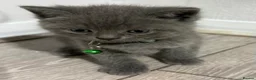 British Shorthair cats for sale: Beautiful British Shorthair Kittens😻 - Advert 13