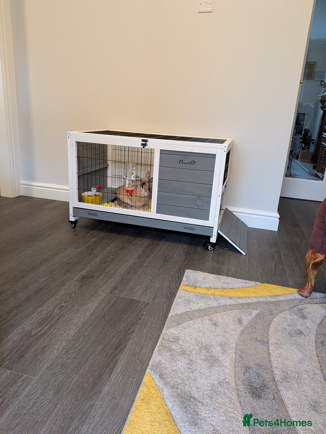 Mixed Breed rabbits for sale: Toffee - Advert 5