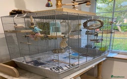 Cockatiels birds for sale: Beautiful Lutino Female Cockateil - Image 9