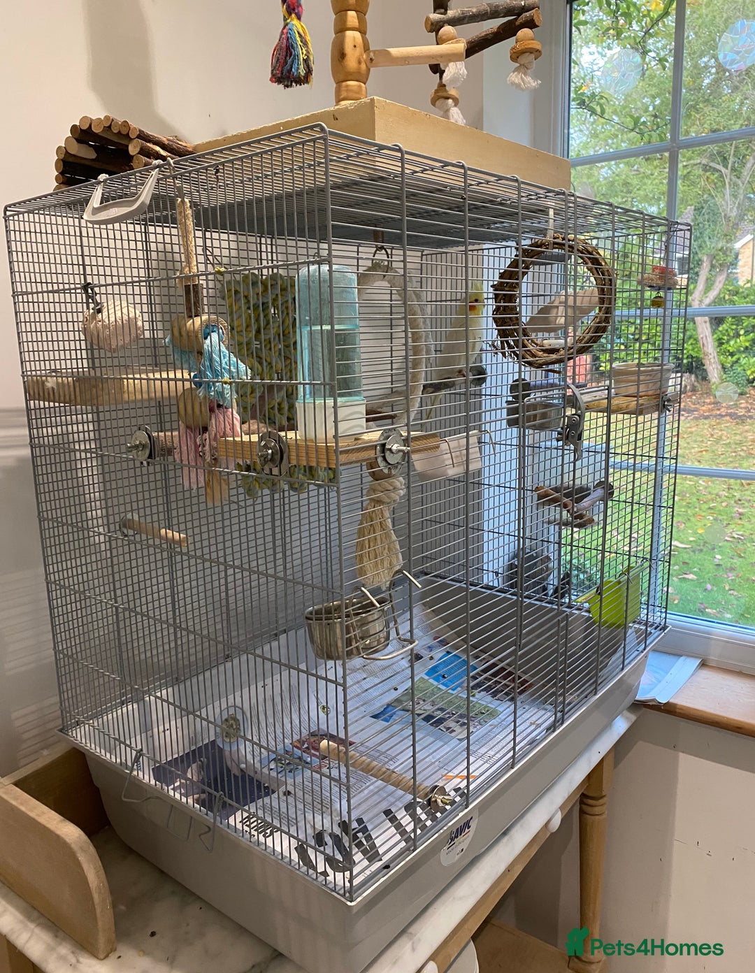 Cockatiels birds for sale: Beautiful Lutino Female Cockateil - Image 9