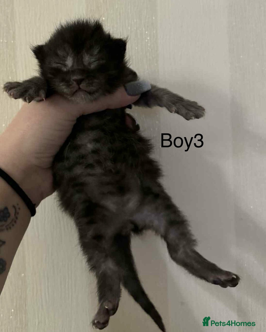 Maine Coon cats for sale: Maine coon x kittens  - Advert 5