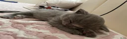 British Shorthair cats for sale: Blue British Shorthair Kittens  3 boys 1 girl - Advert 30