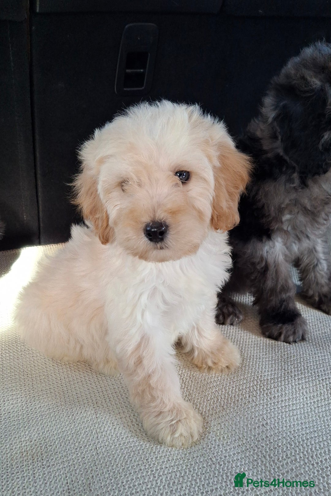 Sproodle dogs for sale: Gorgeous f1b sproodle pups, dna tests. - Image 15