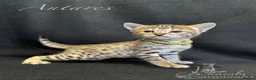 Savannah cats for sale: Excellent Quality Tica Registered Purebred kittens - Advert 22