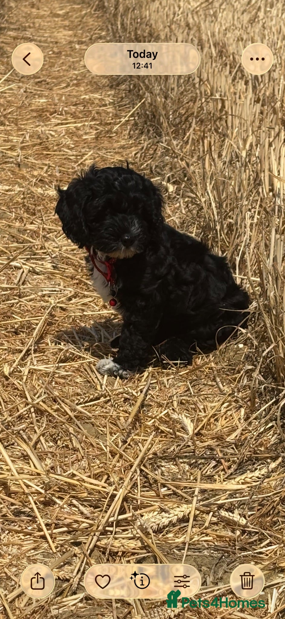 Cockapoo dogs 1 girl cockapoo left ready  - Advert 8