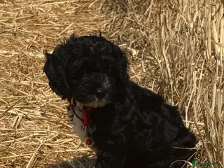 Cockapoo dogs 1 girl cockapoo left ready - Advert 4