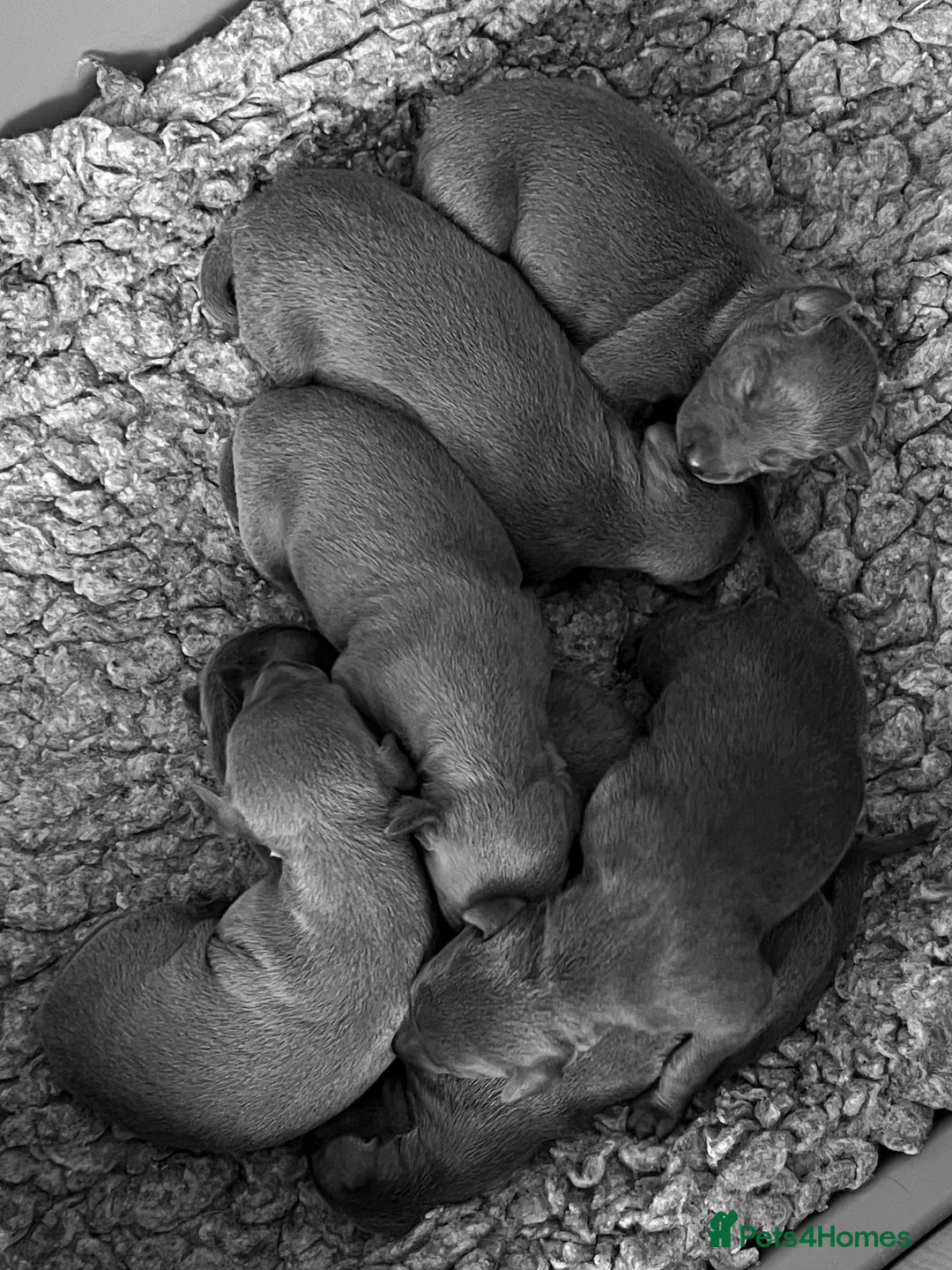 Italian Greyhound dogs for sale:     Italian Greyhound. Babies  - Advert 30