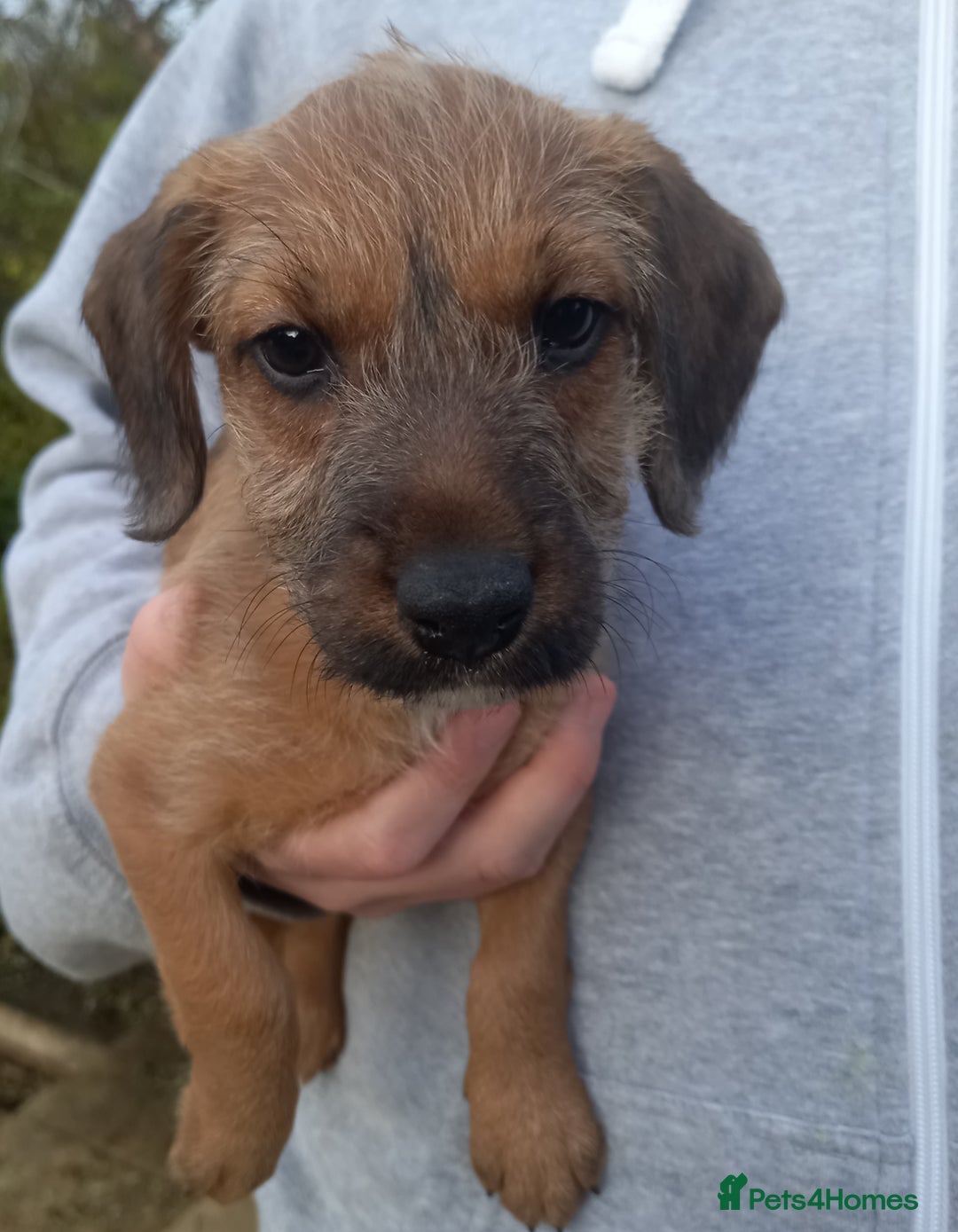 Bedlington Terrier dogs for sale: 7/8 Bedlington 1/8 whippet puppies  - Advert 7