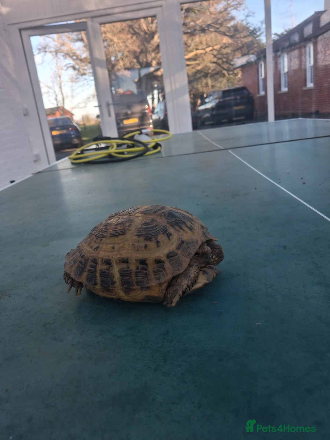 Tortoise reptiles for sale: Tortice for sale- does not hibernate - Advert 10