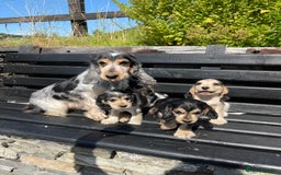 Cocker Spaniel dogs for sale: KC & H/tested Show Cocker Spaniels  - Image 12