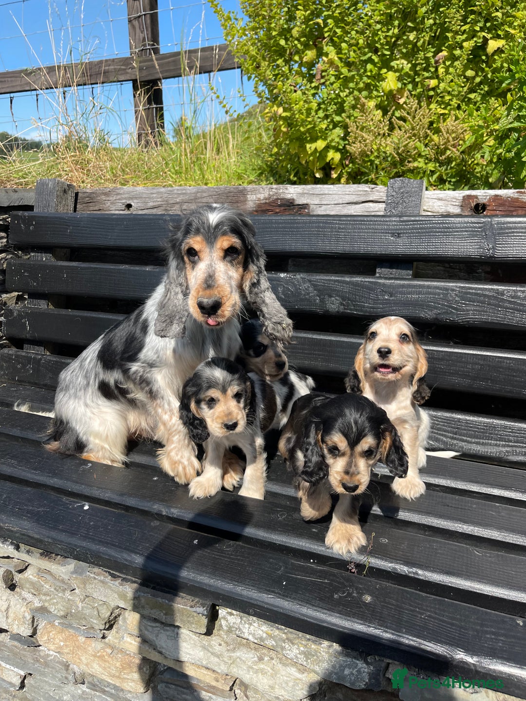 Cocker Spaniel dogs for sale: KC & H/tested Show Cocker Spaniels  - Image 12