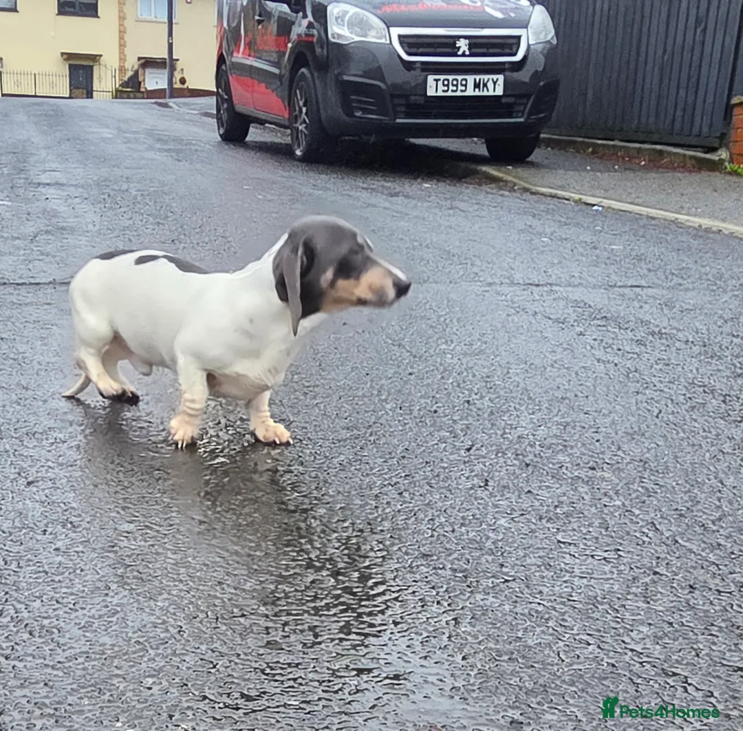 Miniature Dachshund dogs for stud: Blue & Tan pied mini daxi stud carrying choc - Advert 10
