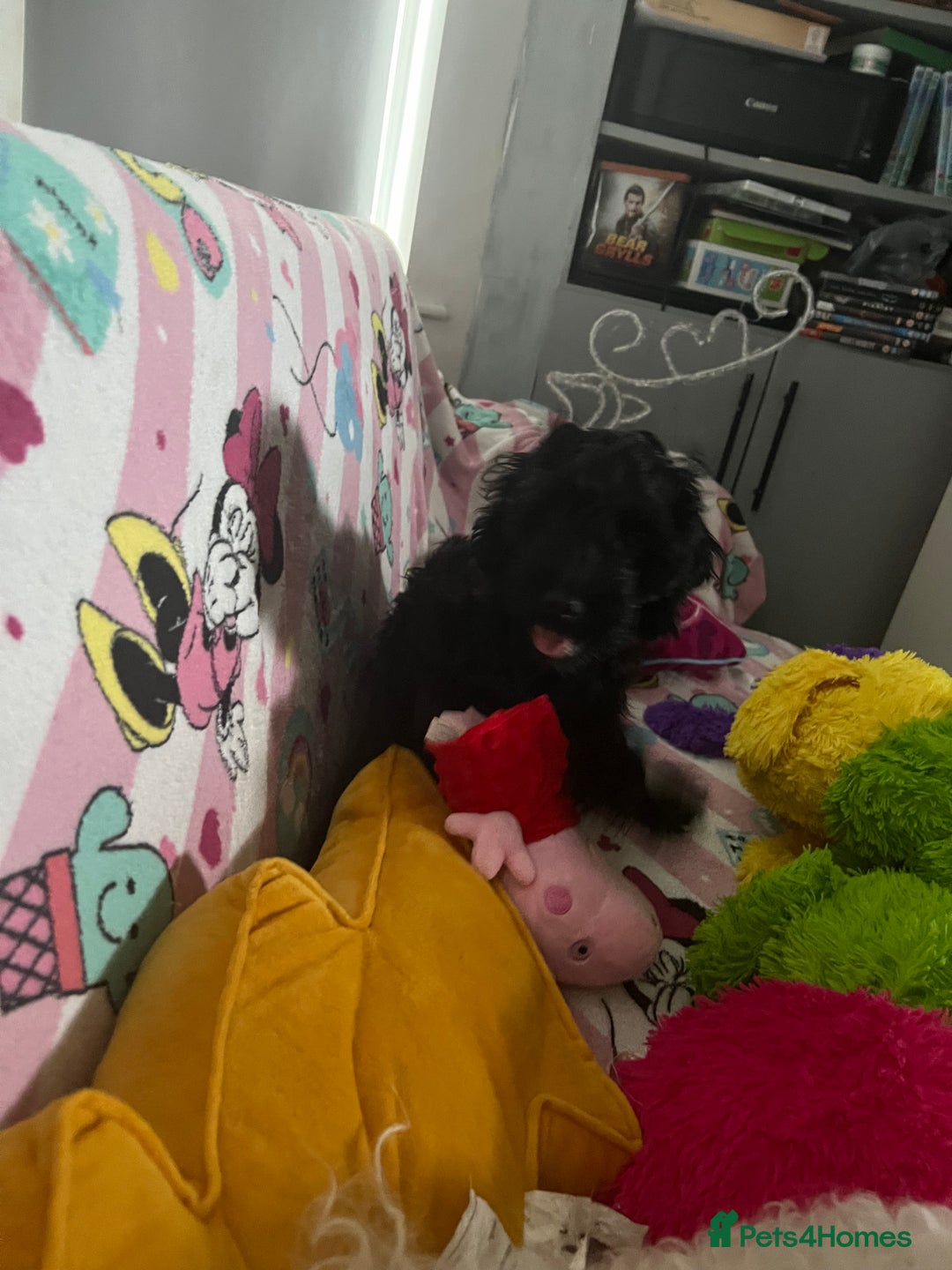 Cockapoo dogs for sale: Cockapoo puppy  - Image 3