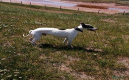 Whippet dogs for stud: Whippet Studs in Boston - Image 6
