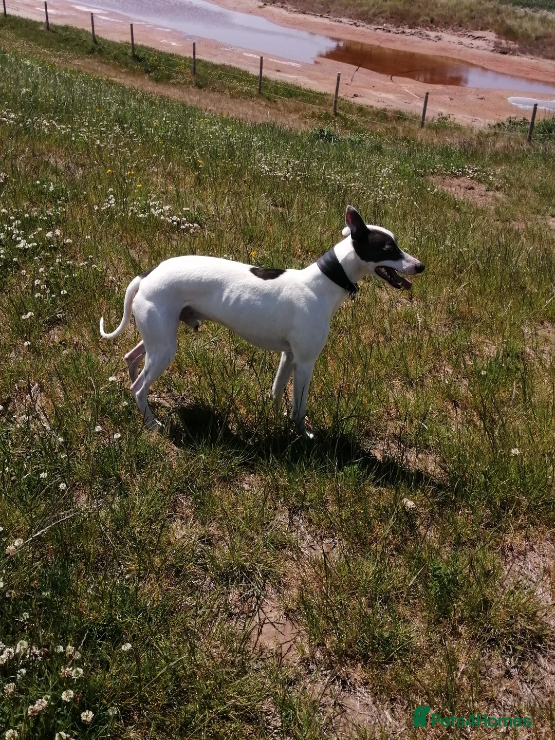 Whippet dogs for stud: Whippet Studs in Boston - Advert 6