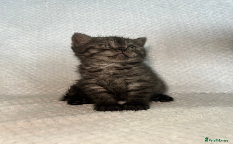 British Shorthair cats - Advert 1