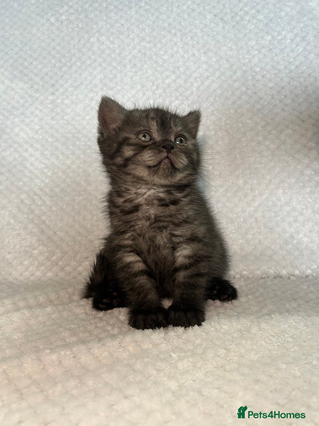 British Shorthair cats for sale: Gorgeous British shorthair kittens  - Advert 11