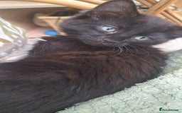 Siberian cats for sale: 6 lovely Siberian kittens  - Image 8