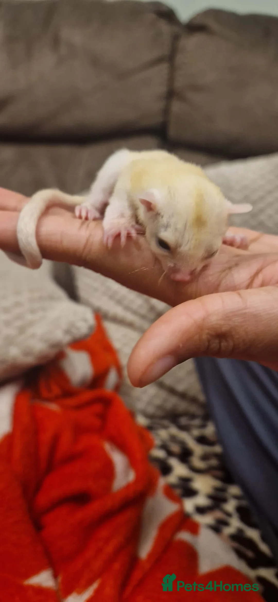 Mixed Breed rabbits for sale: Sugar glider joey - Advert 2