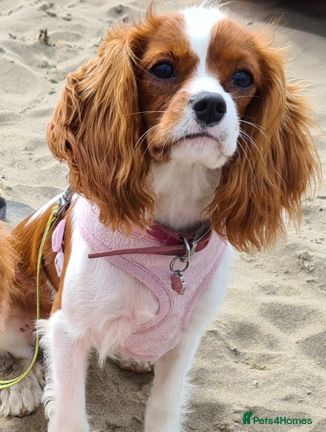 Cavalier King Charles Spaniel dogs for sale: ✨ Gorgeous Puppy Ready for a Loving Home ✨ - Advert 3