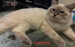 Siberian cats for sale:  3 Male Siberian Neva Masquerade Kittens - Advert 8