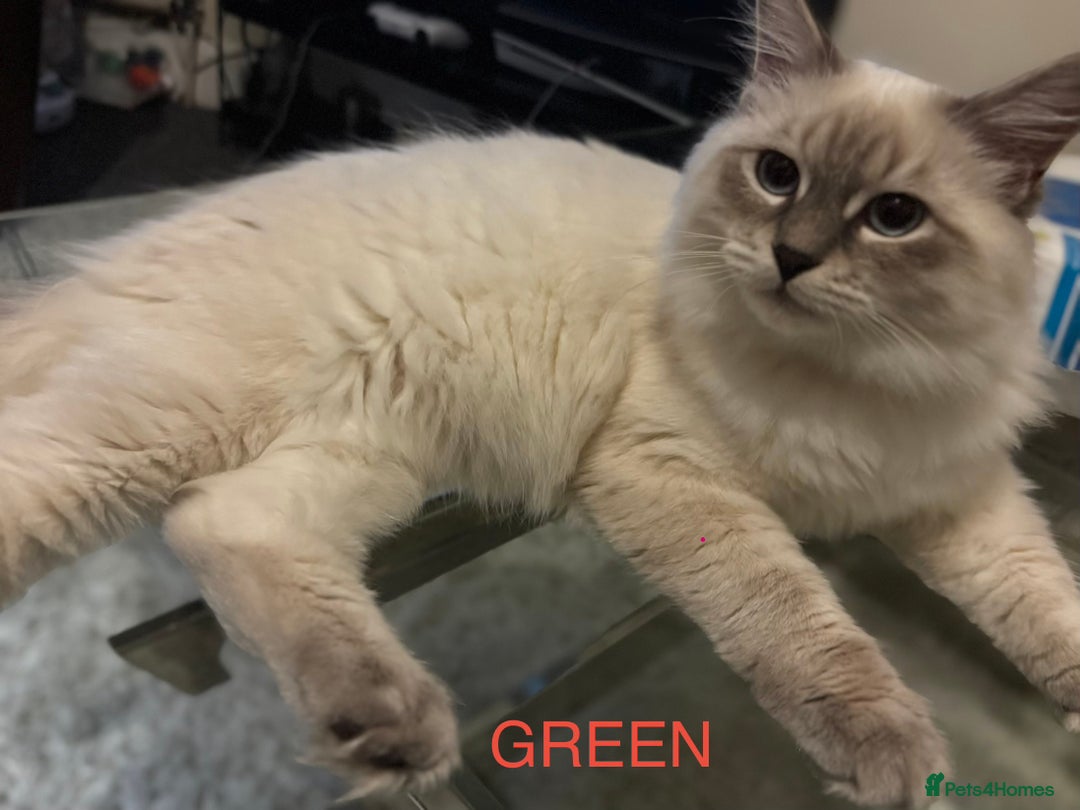 Siberian cats for sale:  3 Male Siberian Neva Masquerade Kittens - Advert 8