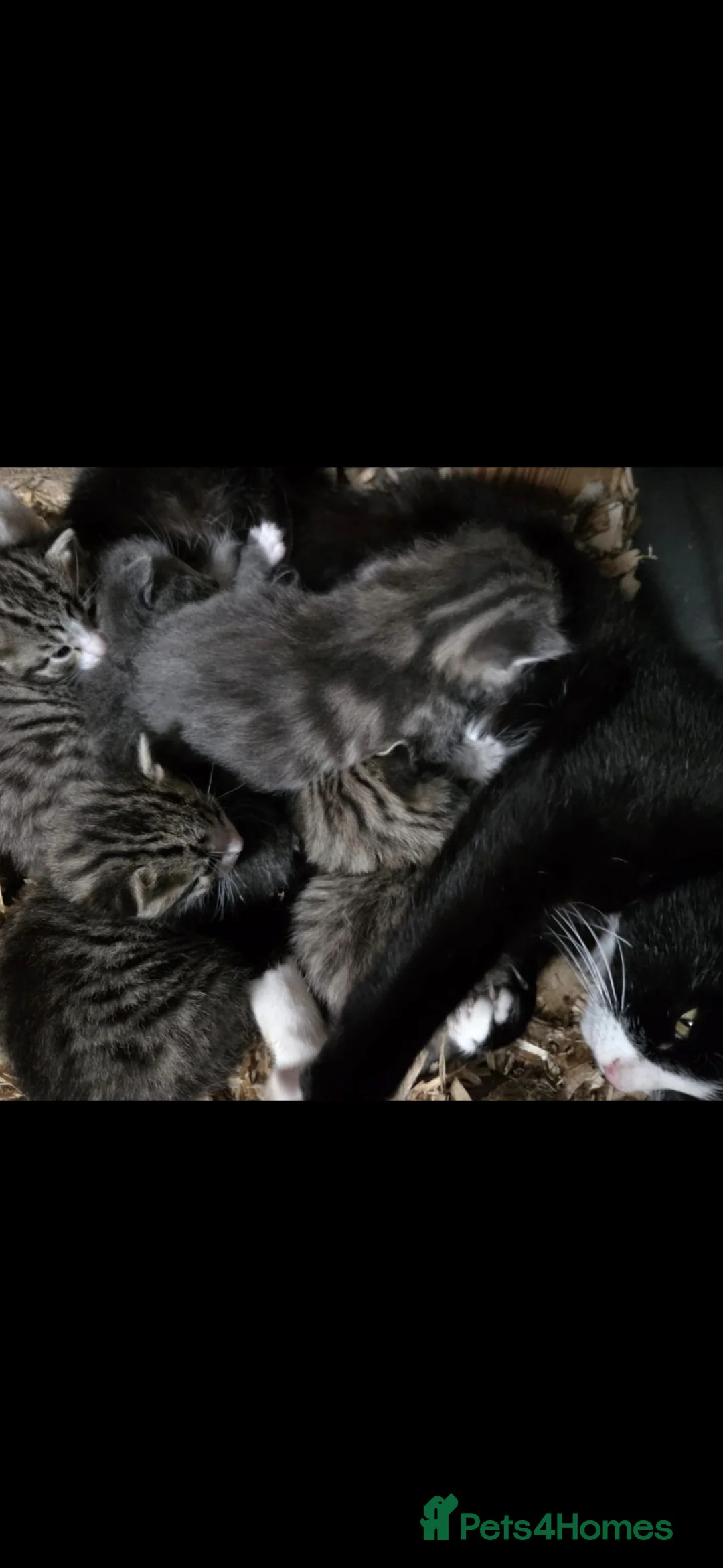 Mixed Breed cats for sale: Beautifully marked kittens  - Advert 8