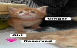 Maine Coon cats for sale: Maine Coon Kittens – Ready 18th October 🏡 - Image 10