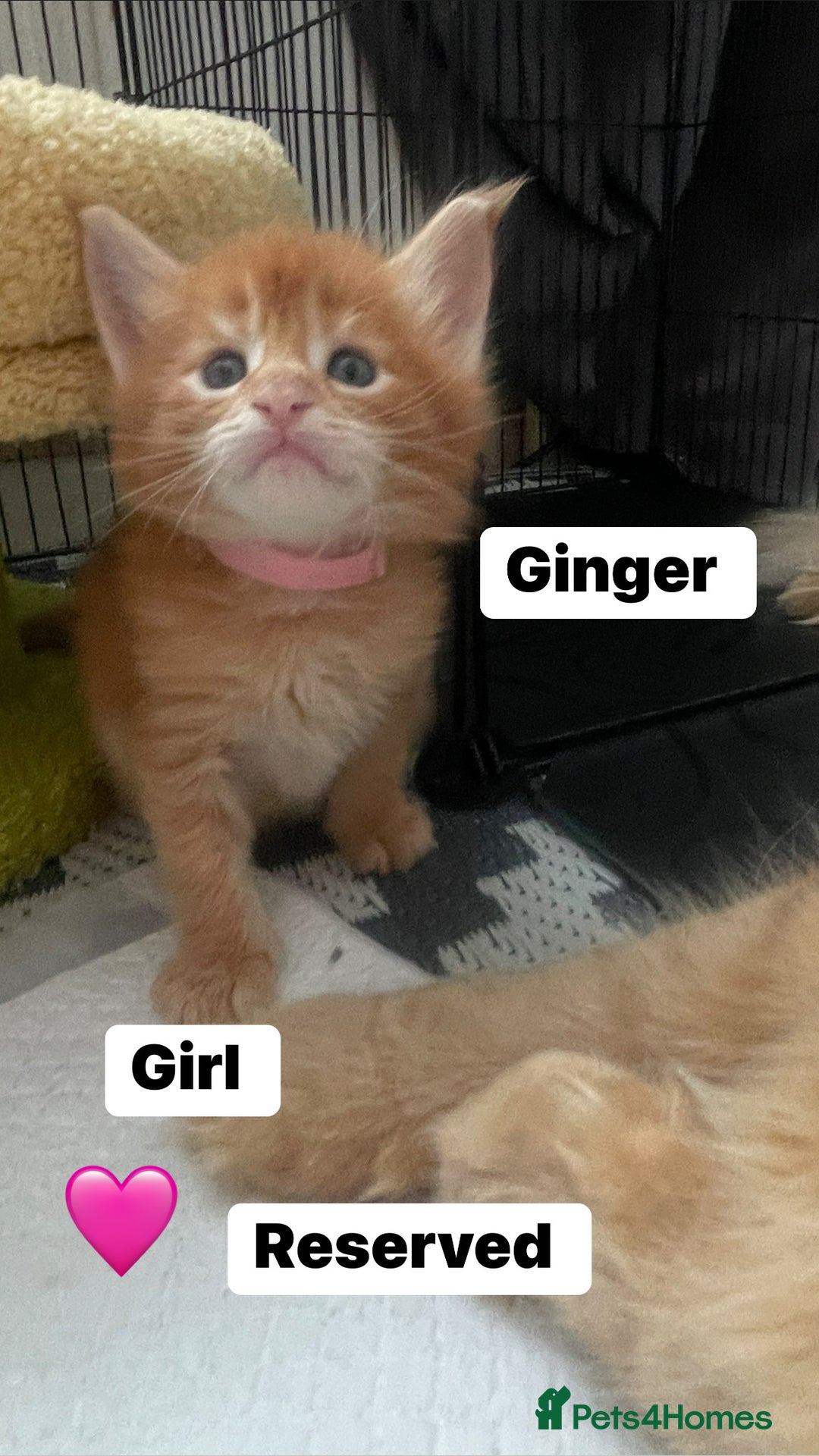 Maine Coon cats for sale: Maine Coon Kittens – Ready 18th October 🏡 - Image 10