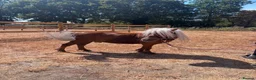 Shetland pony horses for sale: Ronnie and Reggie looking for their forever home in Hatfield - Advert 4