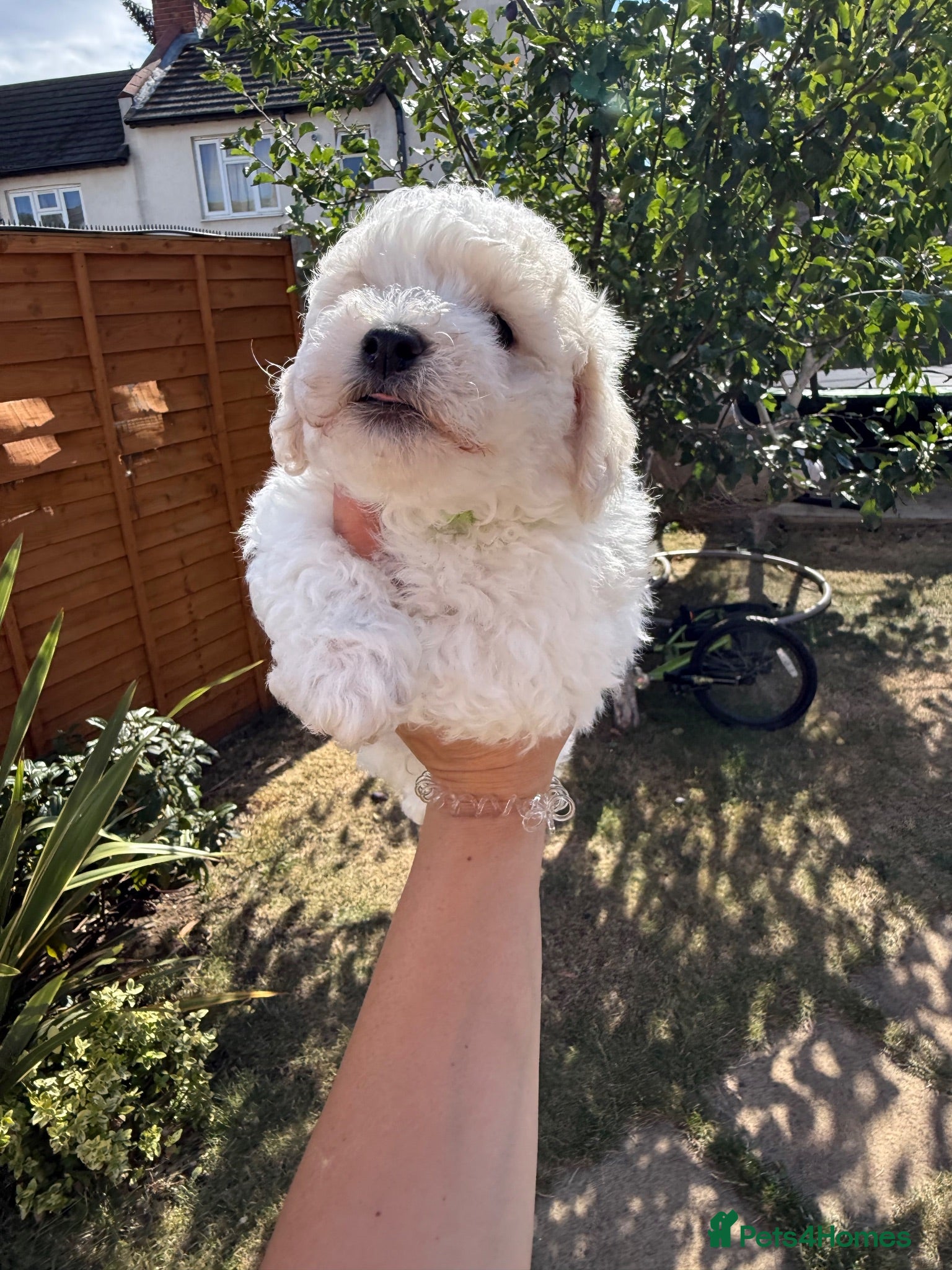Bichon Frise dogs ☁️ Little Clouds Looking for Their Forever Home ☁️ - Advert 1