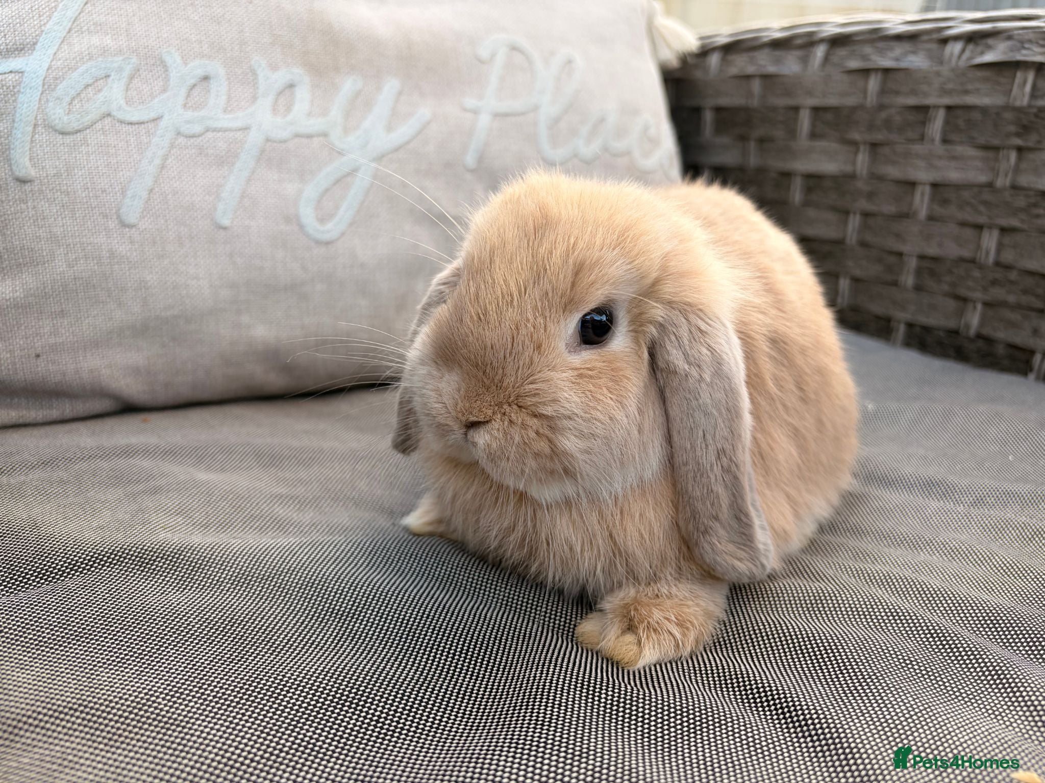 Mini Lop rabbits Pure Mini Lop Rabbit - Advert 1