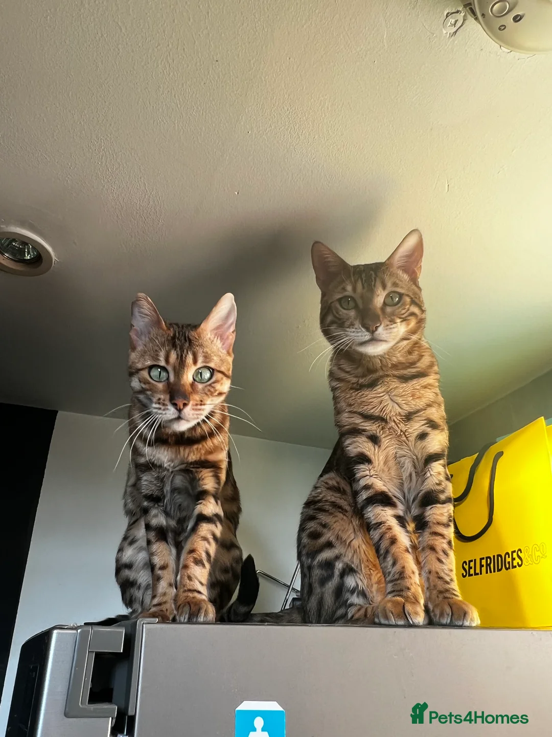 Bengal cats for sale: Beautiful F5 Bengal kitten - Advert 1
