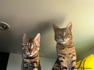 Bengal cats Beautiful F5 Bengal kitten - Advert 1