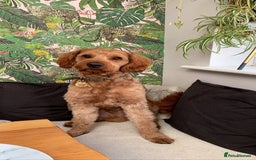 Australian Labradoodle dogs for stud: Australian Labradoodle Stud – Excellent Bloodlines - Image 4