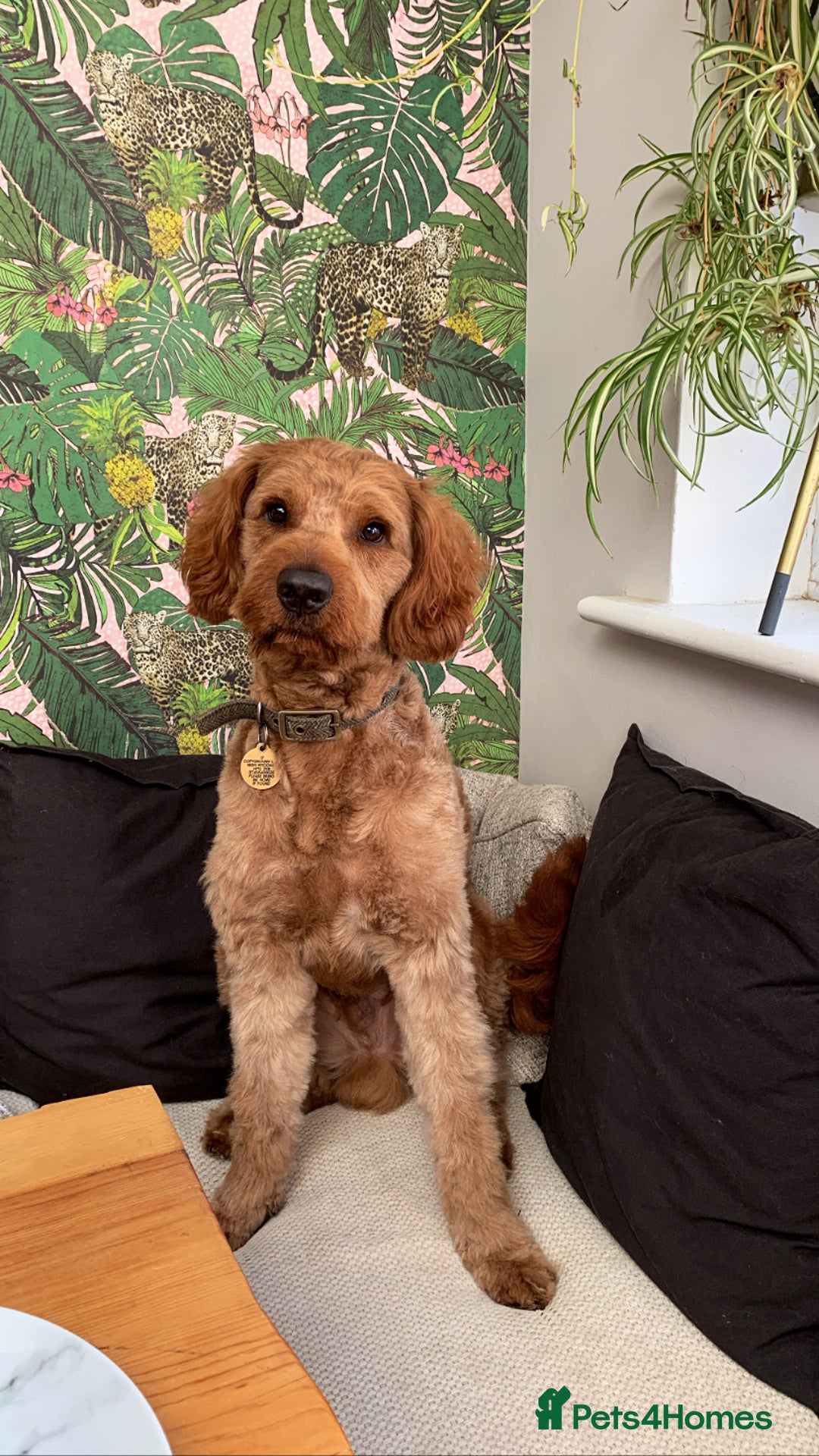 Australian Labradoodle dogs for stud: Australian Labradoodle Stud – Excellent Bloodlines - Image 4