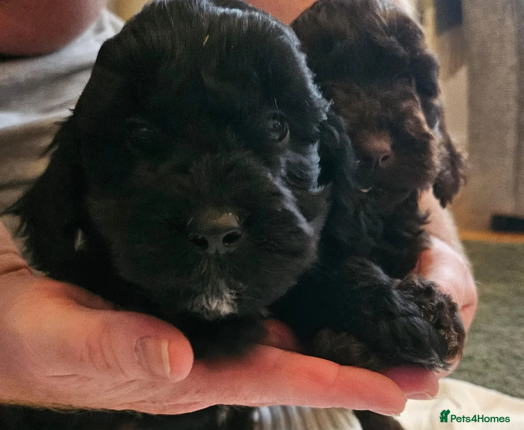 Sproodle dogs for sale: STUNNING SHOW SPRINGAPOO PUPPIES FOR SALE  - Advert 6