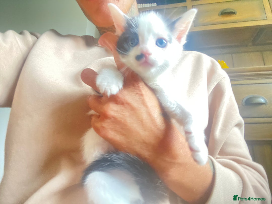 Domestic Shorthair cats for sale: 3 cuddly girl kittens available  - Image 6