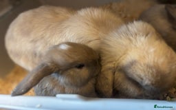 Mini Lop rabbits for sale: Mini lop bunnies  - Advert 6
