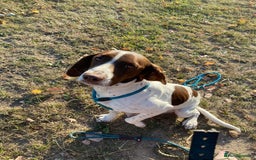 Mixed Breed dogs for sale: One girl puppy Cocker Spaniel cross Bassett hound - Image 3