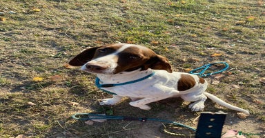 Mixed Breed dogs - Advert 18