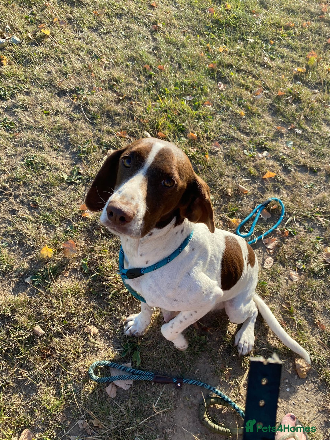 Mixed Breed dogs for sale: One girl puppy Cocker Spaniel cross Bassett hound - Image 3