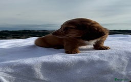 Miniature Dachshund dogs for sale: Last 2 long hair dachshund boys ready  - Image 8