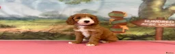 Double Doodle dogs for sale: Gorgeous Australian double doodle puppies - Advert 5