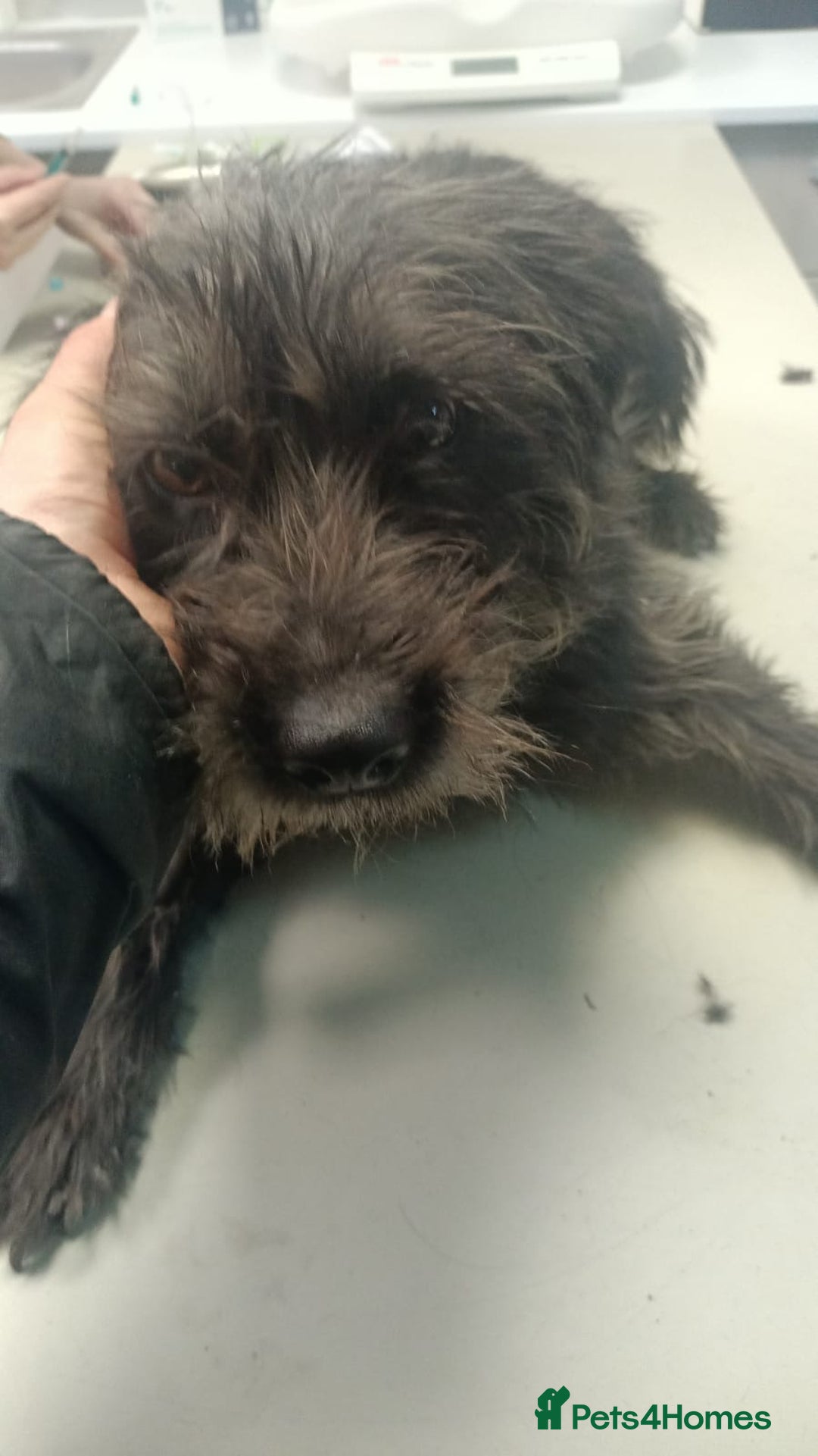 Mixed Breed dogs for adoption: ROCKY – Gentle, Resilient & Ready for Love 🐾 - Advert 16